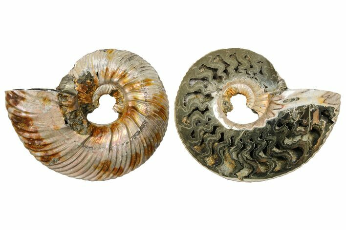 One Side Polished, Pyritized Fossil, Ammonite - Russia #174980